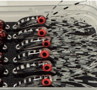 Image 1 of Jail Bird Squid