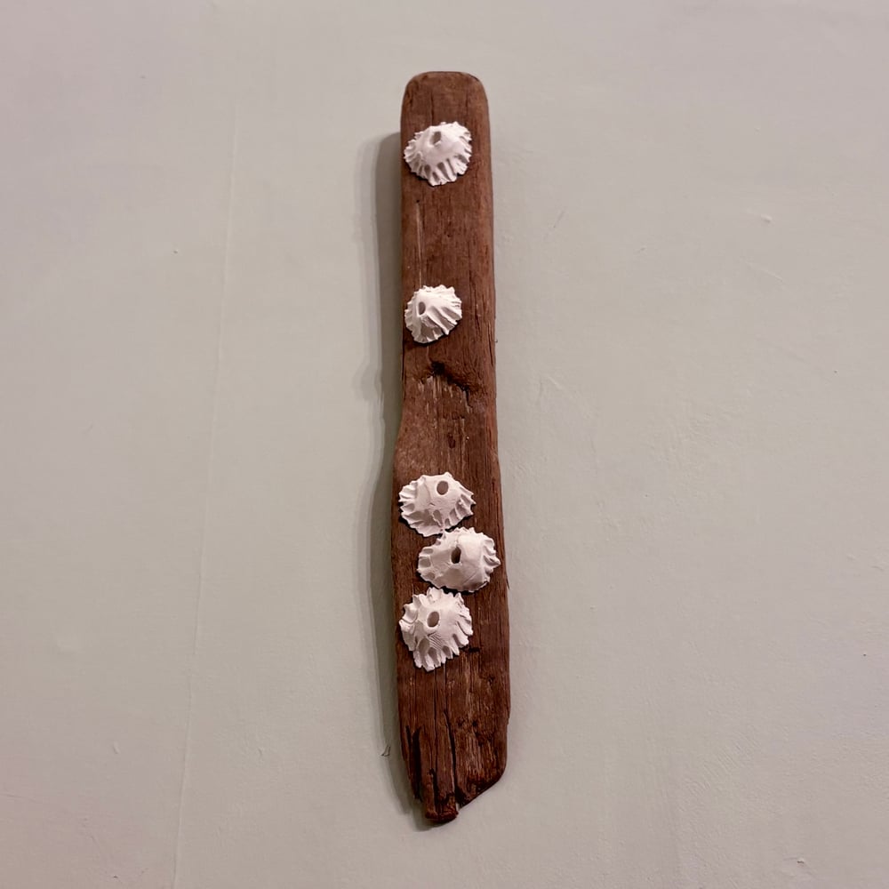 Image of Large Barnacle Wall Art