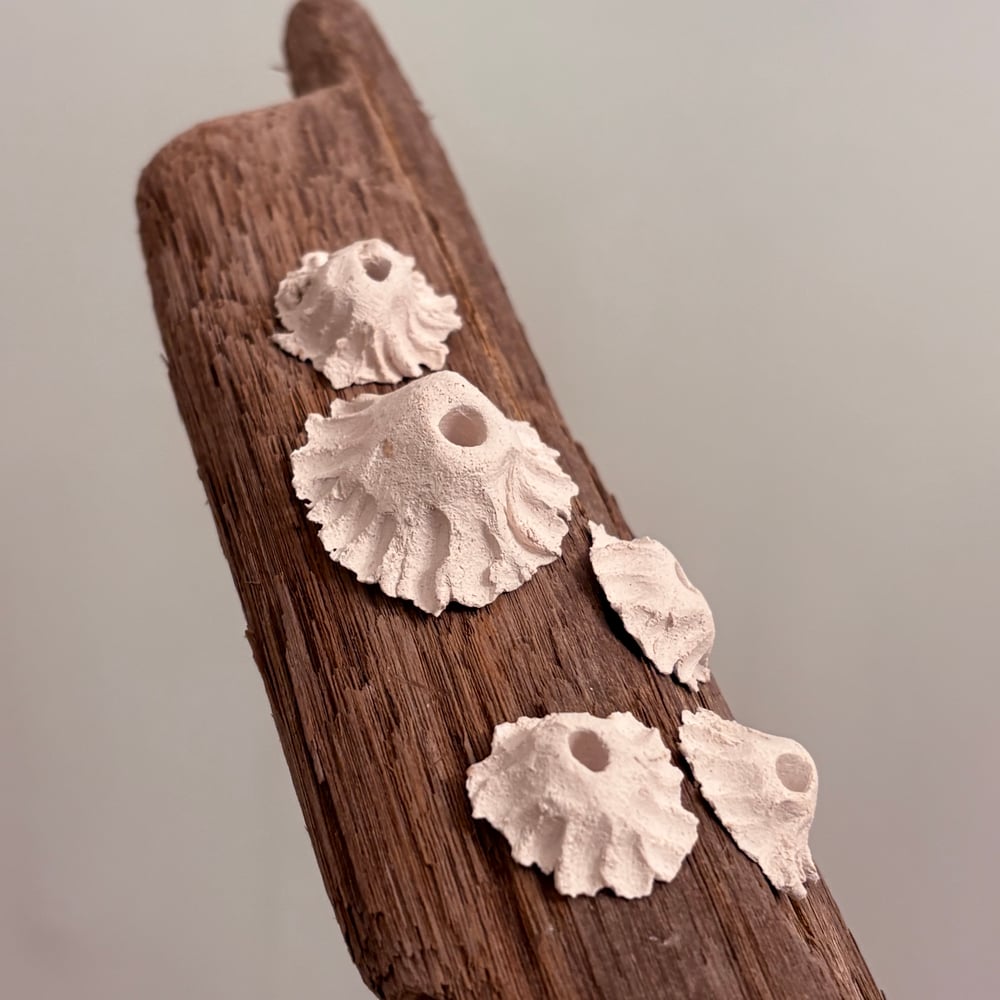 Image of Ceramic Barnacle Wall Art