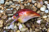 Image 1 of Custom Airbrushed S-CRANK 1.5 Squarebill Crankbait  1287