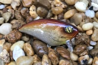 Image 2 of SPEEDBAITS Custom Airbrushed BFS Flatside Wakebait 6366