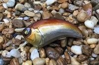 Image 5 of SPEEDBAITS Custom Airbrushed Squarebill Crankbait 3922