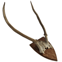 Image 1 of Vintage Wood Shield Large Red Deer Antlers - F