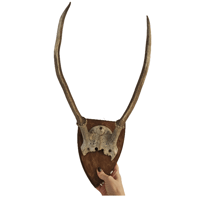 Image 2 of Vintage Wood Shield Large Red Deer Antlers - F