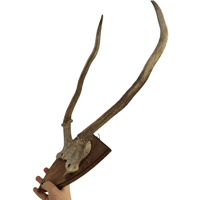 Image 3 of Vintage Wood Shield Large Red Deer Antlers - F