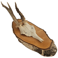 Image 1 of Vintage Rustic Wood Roe Deer Antlers - D