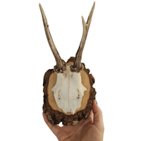 Image 2 of Vintage Chunky Wood Roe Deer Antlers - D