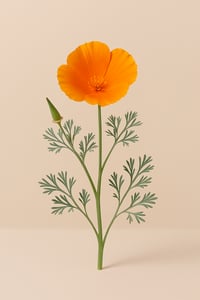 Image 2 of California Poppy Aerials Tincture