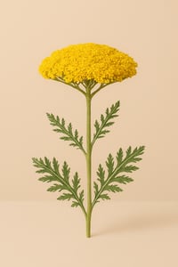 Image 2 of Golden Yarrow Aerials Tincture