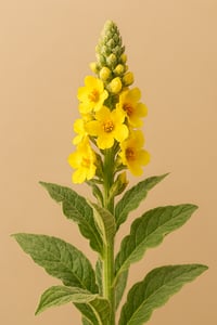 Image 2 of Mullein Leaf Glycerite