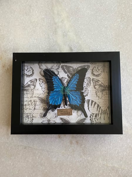Image of Papilio Ulysses Butterfly framed specimen. Faux taxidermy 
