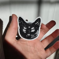 Image 2 of four-eyed cat 