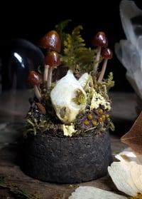 Image 1 of Tortoise Skull and Mushroom Glass Dome