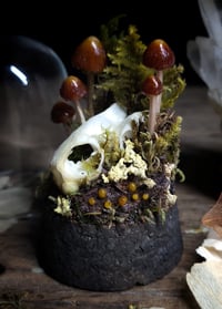 Image 4 of Tortoise Skull and Mushroom Glass Dome