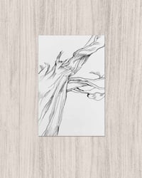 'Tree Study' Illustration