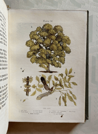 Image 2 of Trees Shown to the children