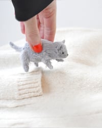 Image 1 of grey kitten