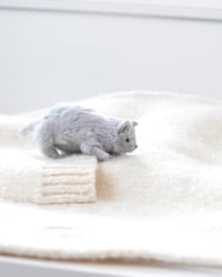 Image 3 of grey kitten