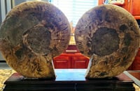 Image 2 of Ammonites 