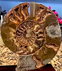Image 3 of Ammonites 
