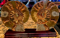 Image 1 of Ammonites 