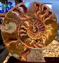 Image 4 of Ammonites 