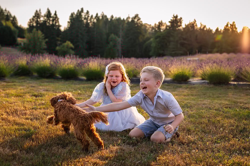 Image of Lavender Farm Adventure Session - SUMMER - $1695