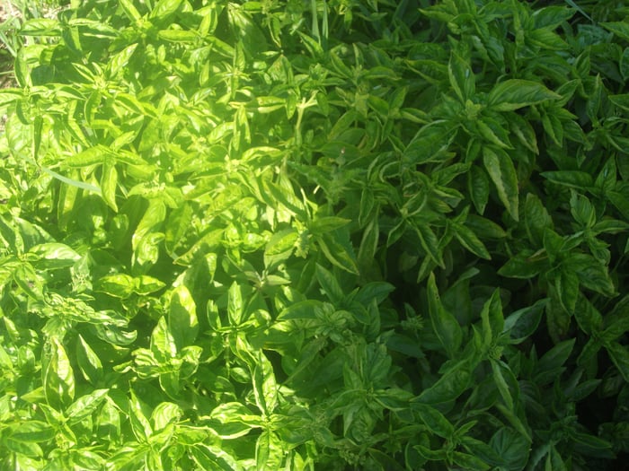 Basilic
