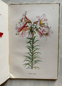 Image 5 of A book of Lilies A Vintage king Penguin Book