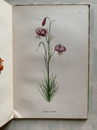 Image 4 of A book of Lilies A Vintage king Penguin Book