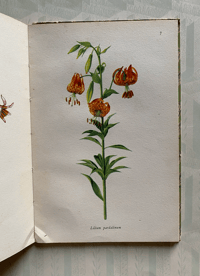 Image 3 of A book of Lilies A Vintage king Penguin Book