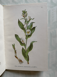 Image 7 of Wild flowers of the chalk vintage King Penguin book