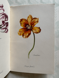 Image 12 of Tulipomania 