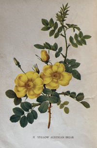 Image 5 of A Book of Roses a vintage King Penguin book