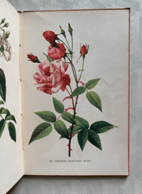 Image 7 of A Book of Roses a vintage King Penguin book