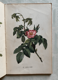 Image 8 of A Book of Roses a vintage King Penguin book