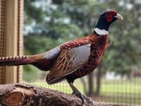 Image 1 of Ringneck Pheasant Hatching Eggs