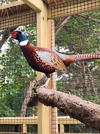Image 2 of Ringneck Pheasant Hatching Eggs