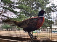 Image 4 of Ringneck Pheasant Hatching Eggs