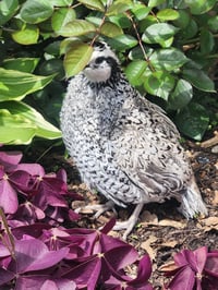 Image 3 of  Snowflake Quail Hatching Eggs 