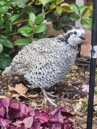 Image 5 of  Snowflake Quail Hatching Eggs 