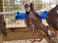 Image 2 of Red Legged Partridge Hatching Eggs