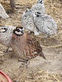 Image 1 of Georgia Giant Hatching Eggs 