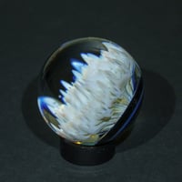 Image 6 of Midnight Anemone