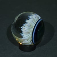 Image 8 of Midnight Anemone