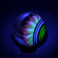 Image 7 of Midnight Anemone