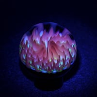 Image 5 of Midnight Anemone