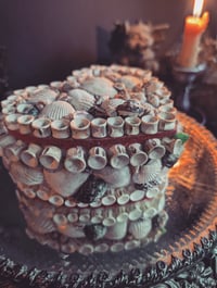 Image 2 of Shells and bones box 