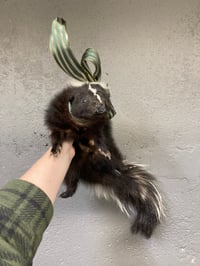 Image 3 of Skunk Soft Mount