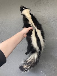 Image 4 of Skunk Soft Mount